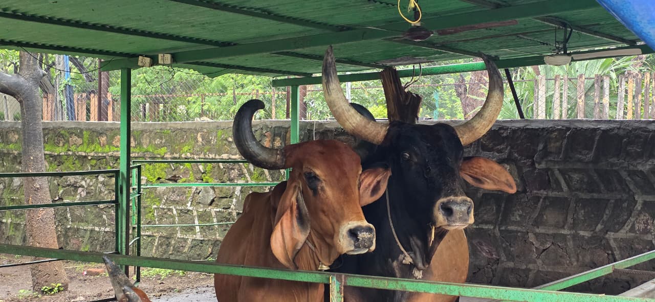 Rescued animal care at Weathercraft Trust